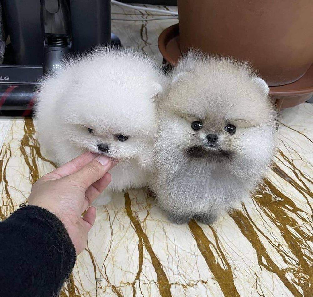 pomeranian mino