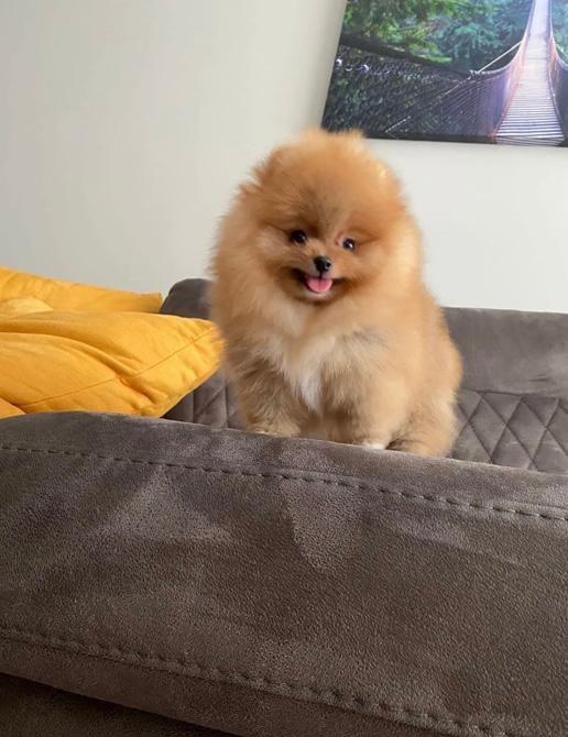 Pomeranian Pappy boo Originali