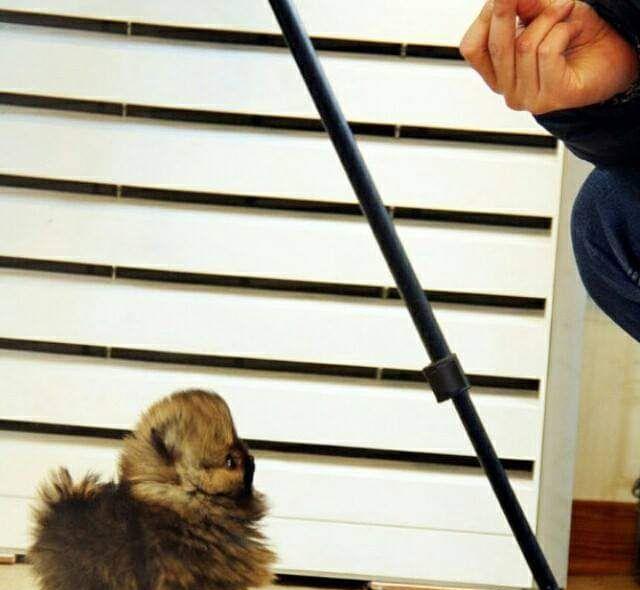 Pomeranian Pappy boo Originali