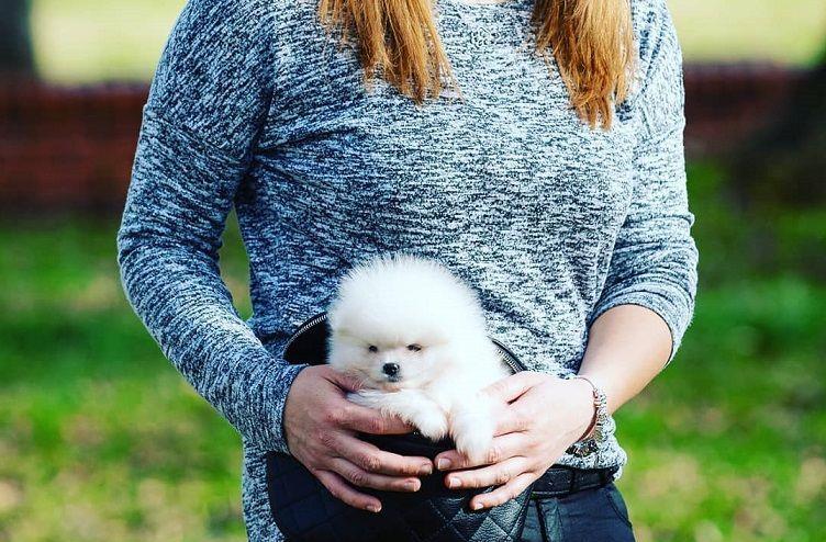 Pomeranian talie Toy Autentica - Achizitie sigura prin firma autorizata