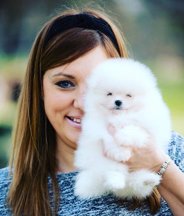 Pomeranian talie Toy Autentica - Achizitie sigura prin firma autorizata