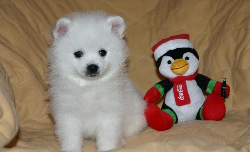 Pomeranian talie Toy Autentica - Achizitie sigura prin firma autorizata