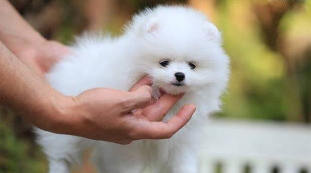 Pomeranian talie Toy Autentica - Livrare in Toate Orasele