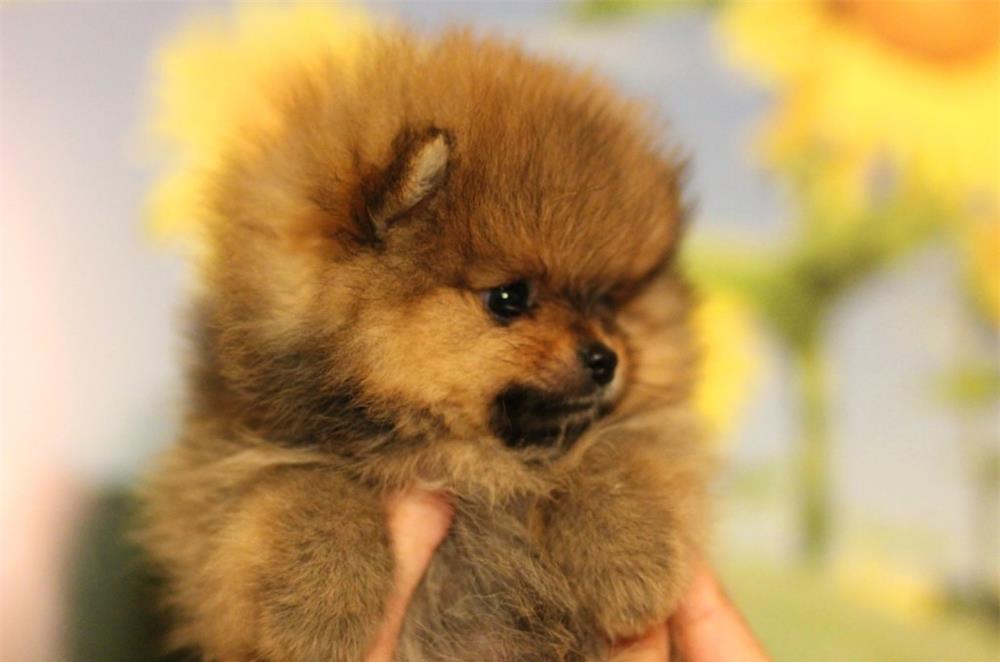 Pomeranian talie Toy Autentica - Livrare in Toate Orasele