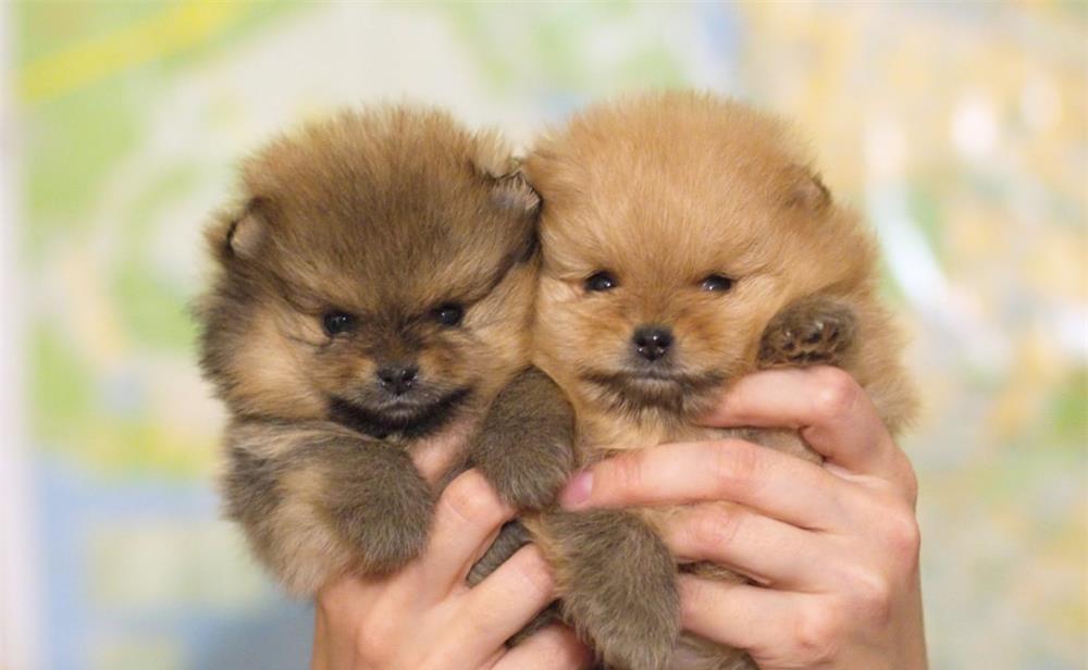 Pomeranian talie Toy Autentica - Livrare in Toate Orasele
