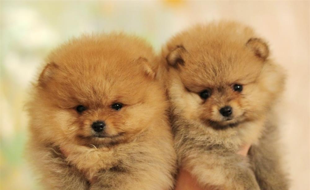 Pomeranian talie Toy Autentica - Livrare in Toate Orasele