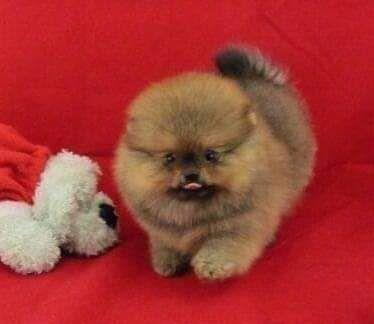 pomeranian teacup Pappy