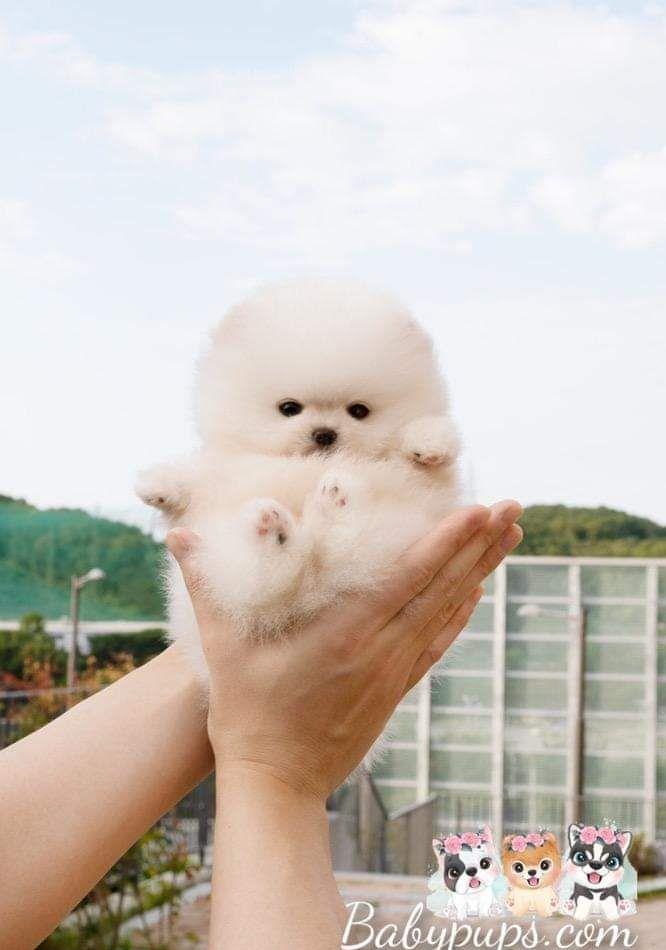 pomeranian teacup Pappy