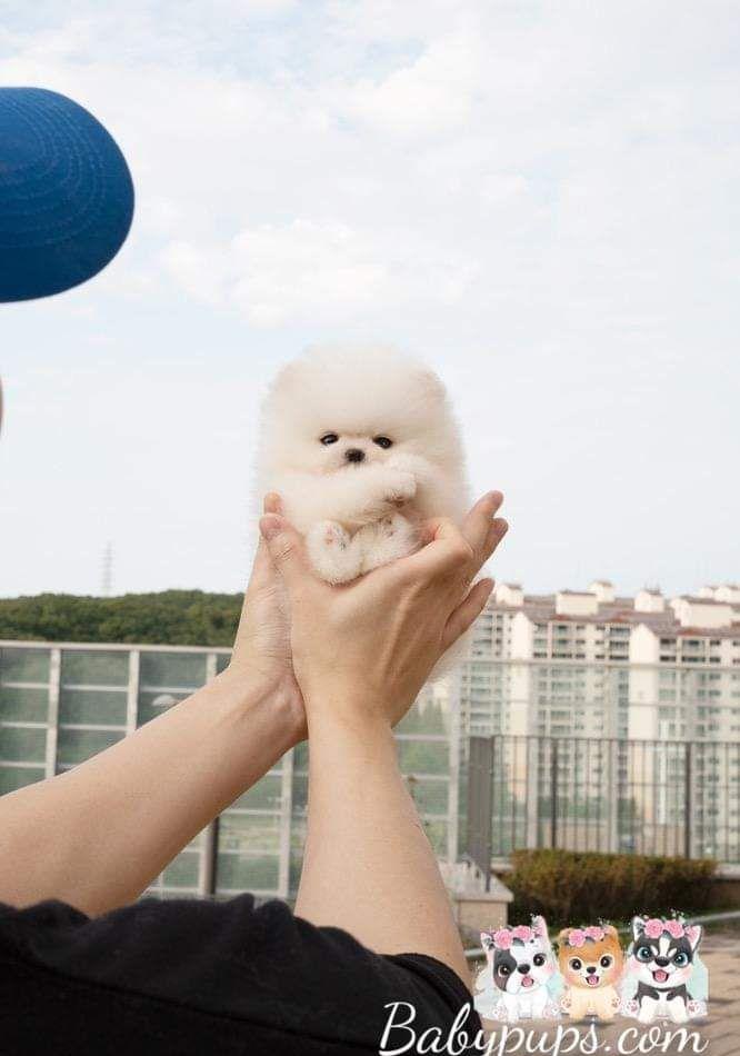 pomeranian teacup Pappy
