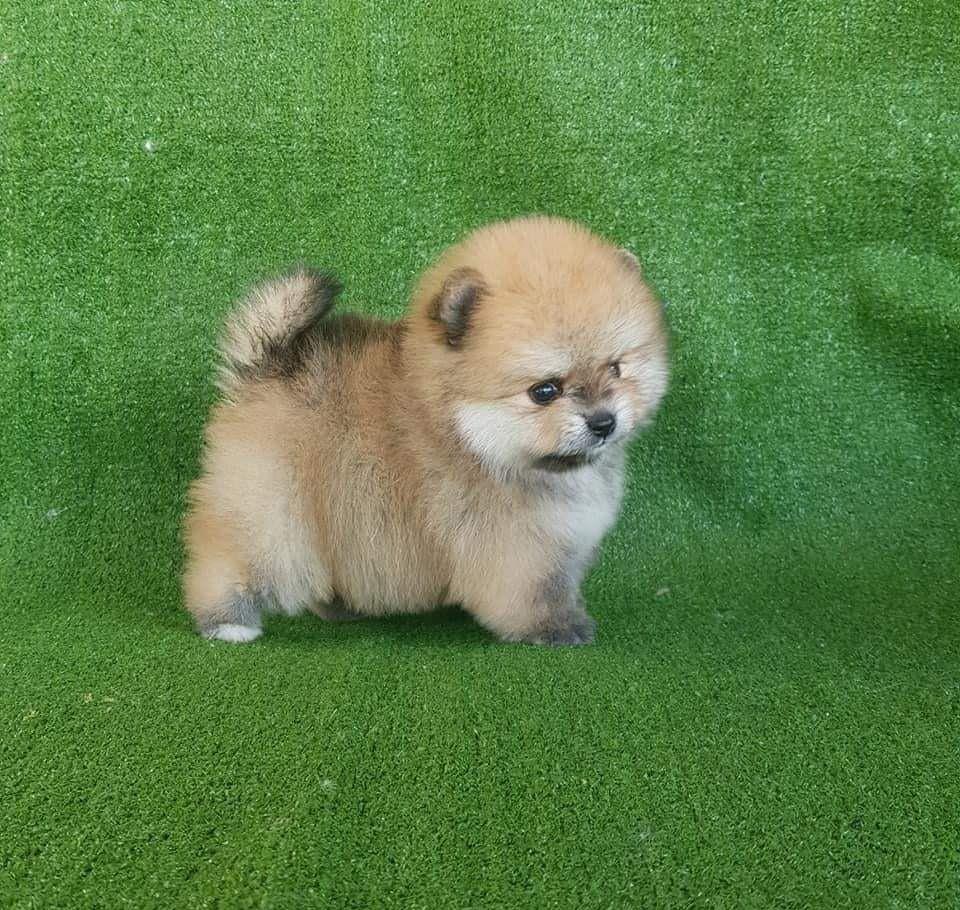 pomeranian teacup Pappy