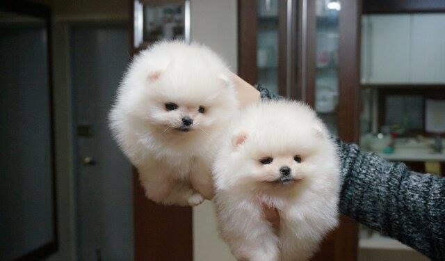Pomeranian tip Boo - Cumpara Originalul - linie Toy Autentica