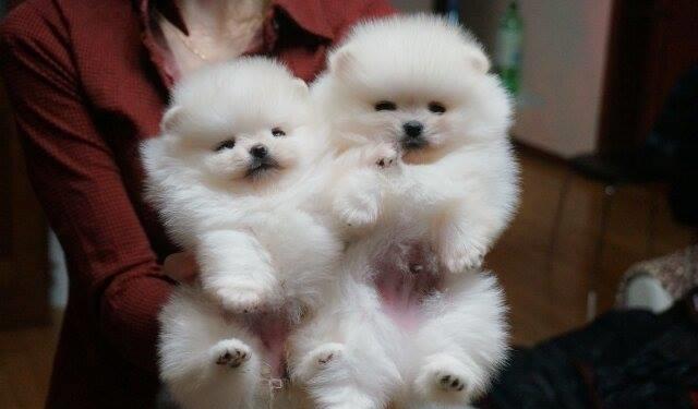 Pomeranian tip Boo - Cumpara Originalul - linie Toy Autentica