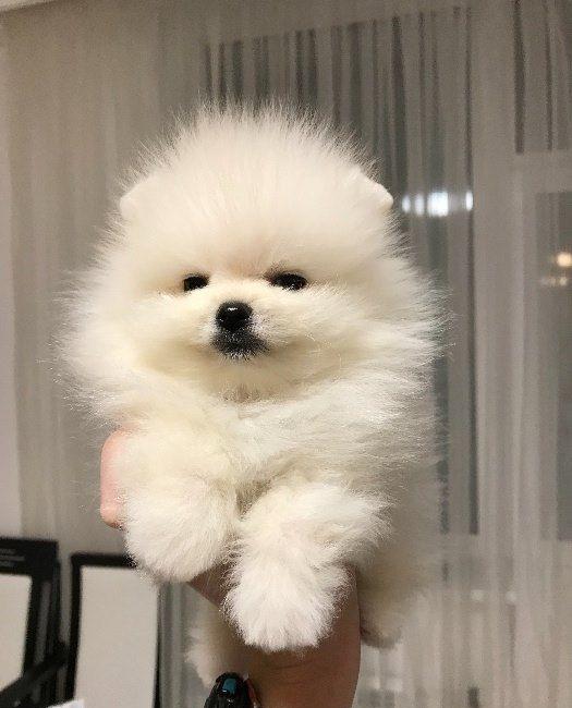 Pomeranian tip Boo - Cumpara Originalul - linie Toy Autentica