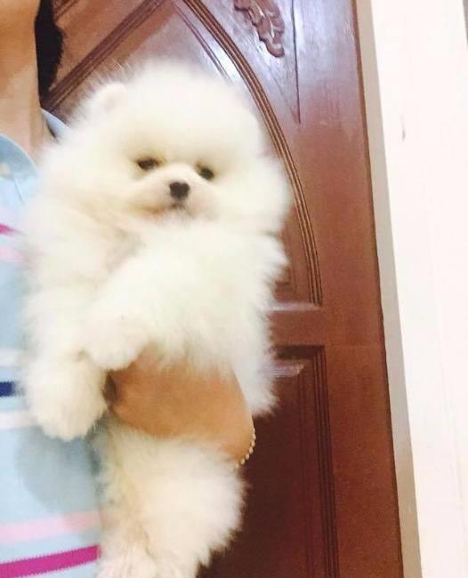 Pomeranian tip Boo - Cumpara Originalul - linie Toy Autentica