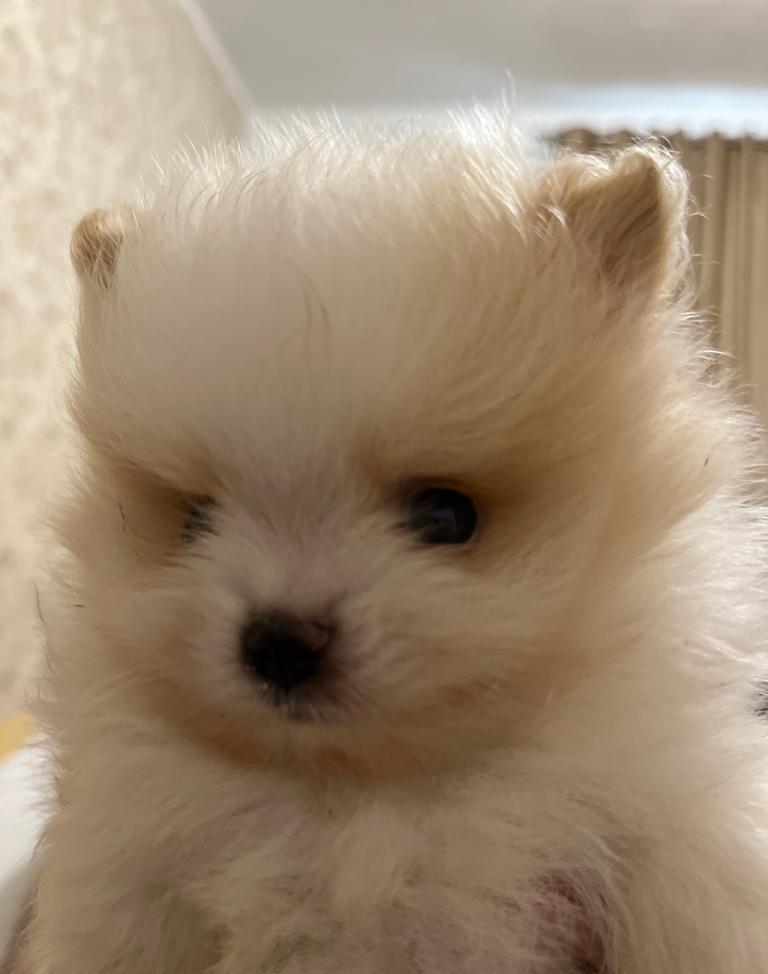 Pomeranian Toy