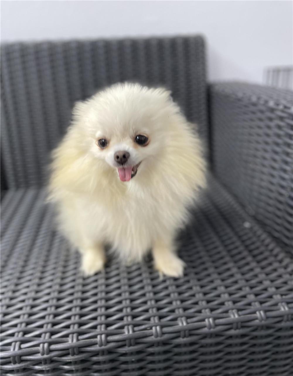 Pomeranian Toy