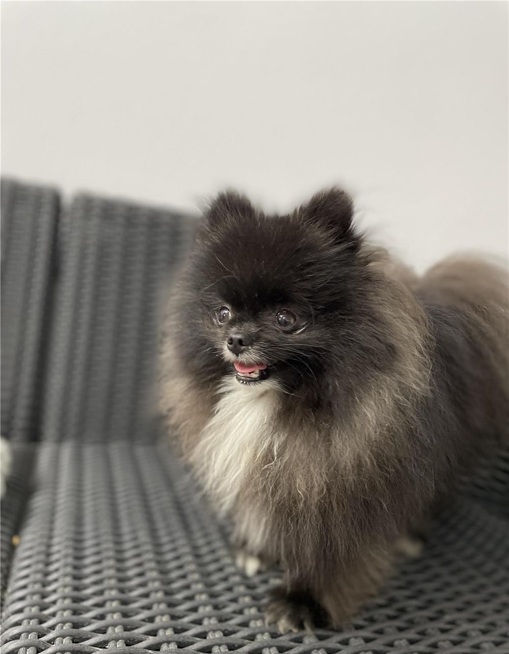 Pomeranian Toy