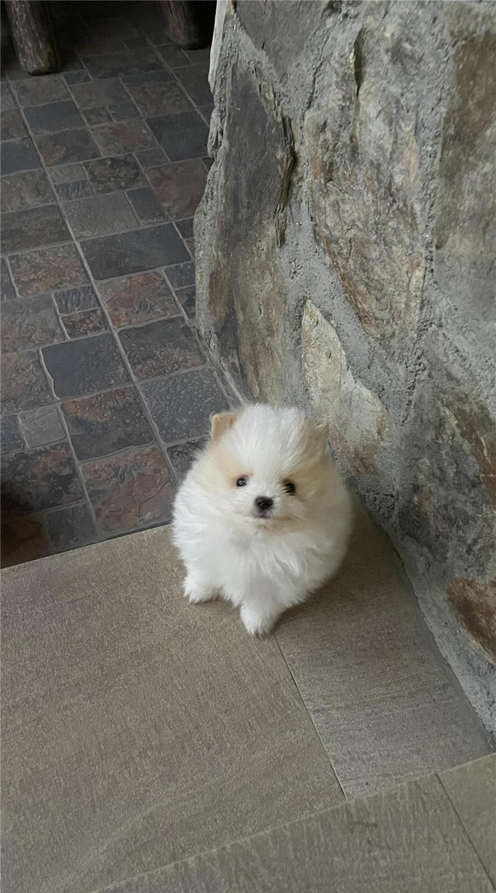 Pomeranian Toy