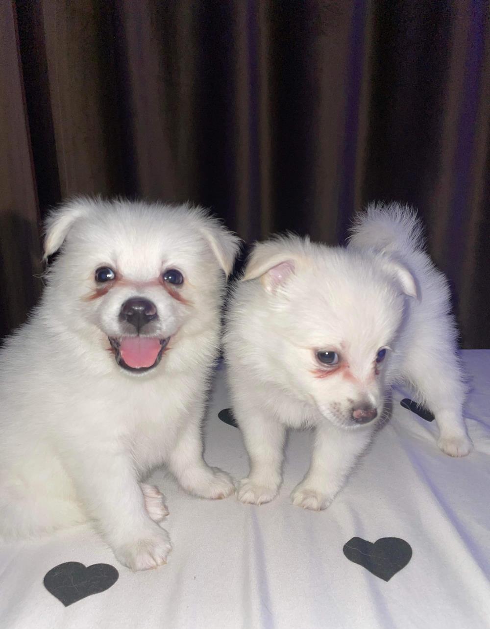 Pomeranian Vulpino