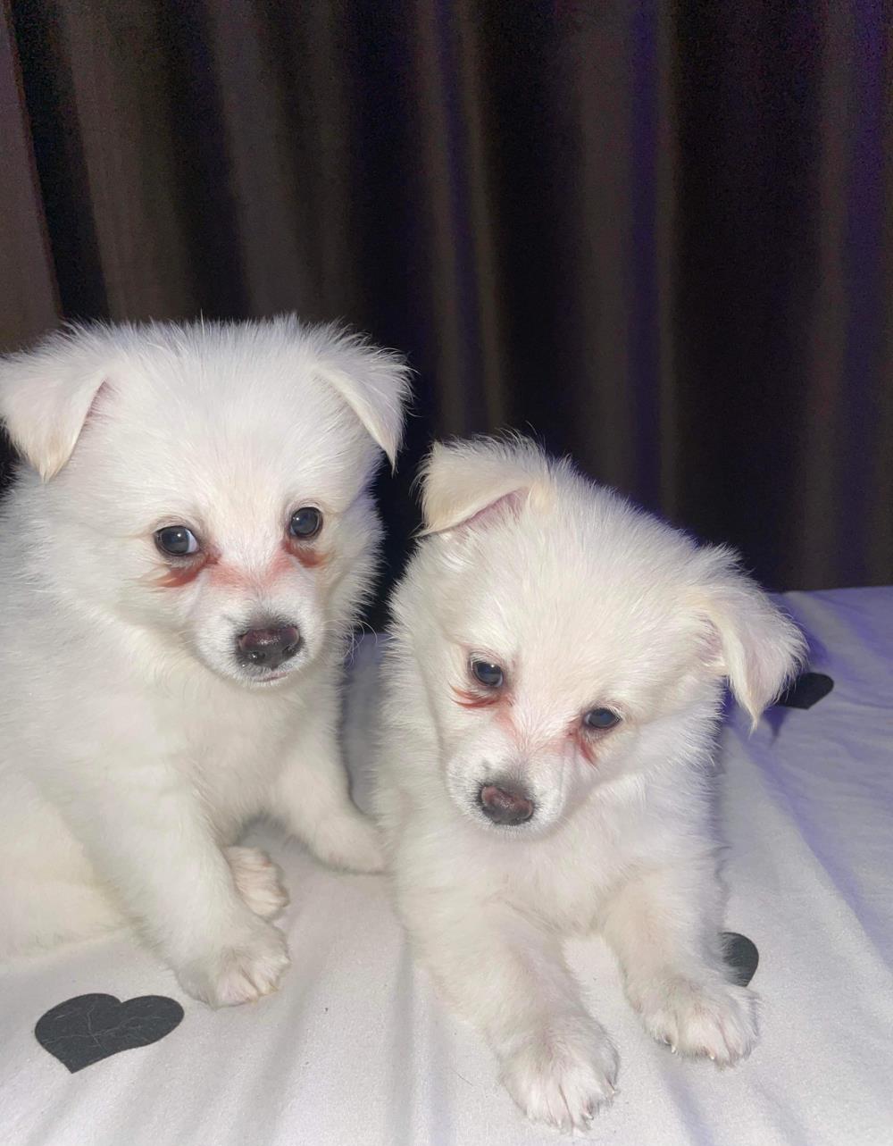 Pomeranian Vulpino