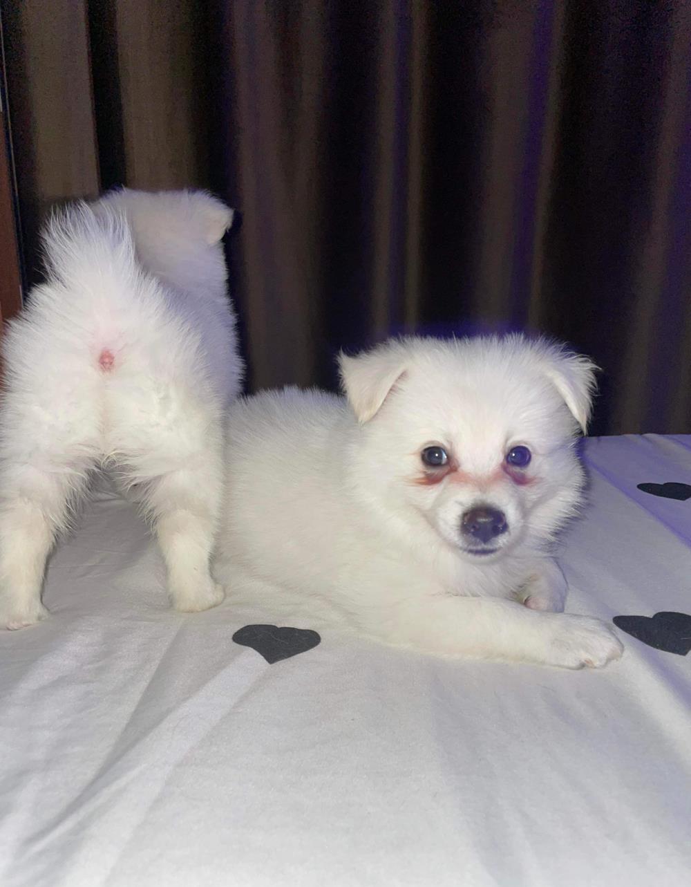 Pomeranian Vulpino