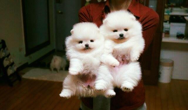 Pomeranian White and Brown - Cumpara Originalul - linie Toy, garantie veterinara, factura fiscala