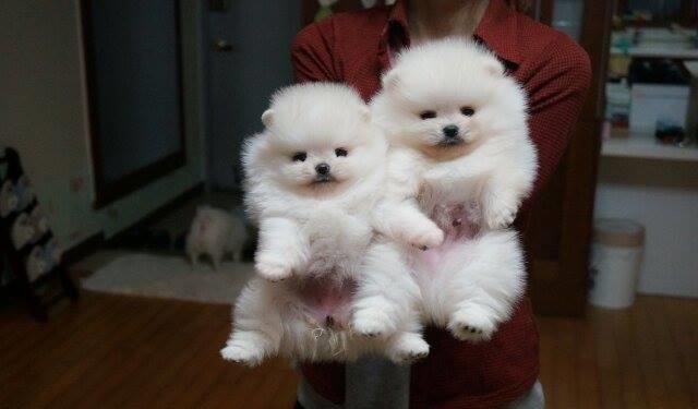 Pomeranian White and Brown - Cumpara Originalul - linie Toy, garantie veterinara, factura fiscala