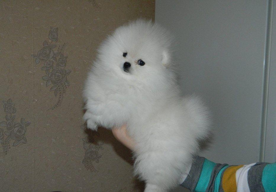 Pomeranian White and Brown - Cumpara Originalul - linie Toy, garantie veterinara, factura fiscala
