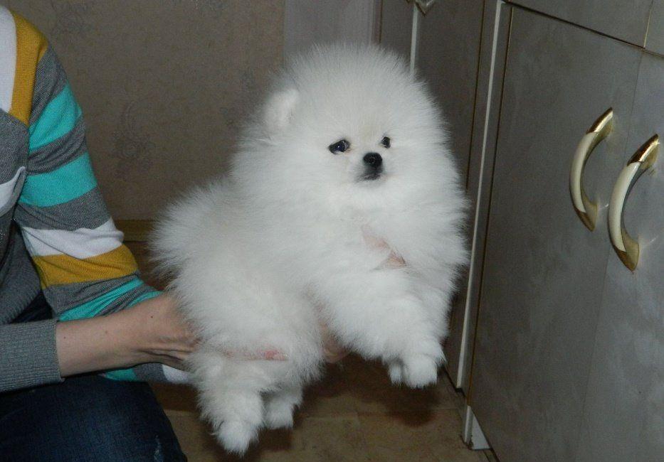 Pomeranian White and Brown - Cumpara Originalul - linie Toy, garantie veterinara, factura fiscala