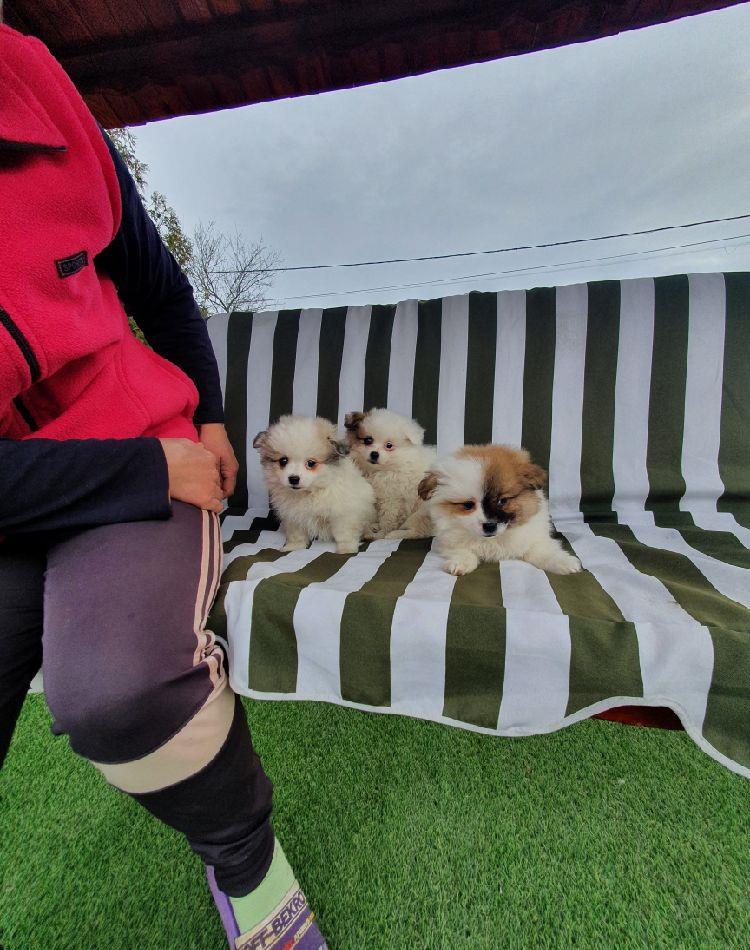 Pomerian mini toyi.