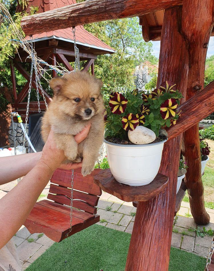 Pomerian mini toyi.