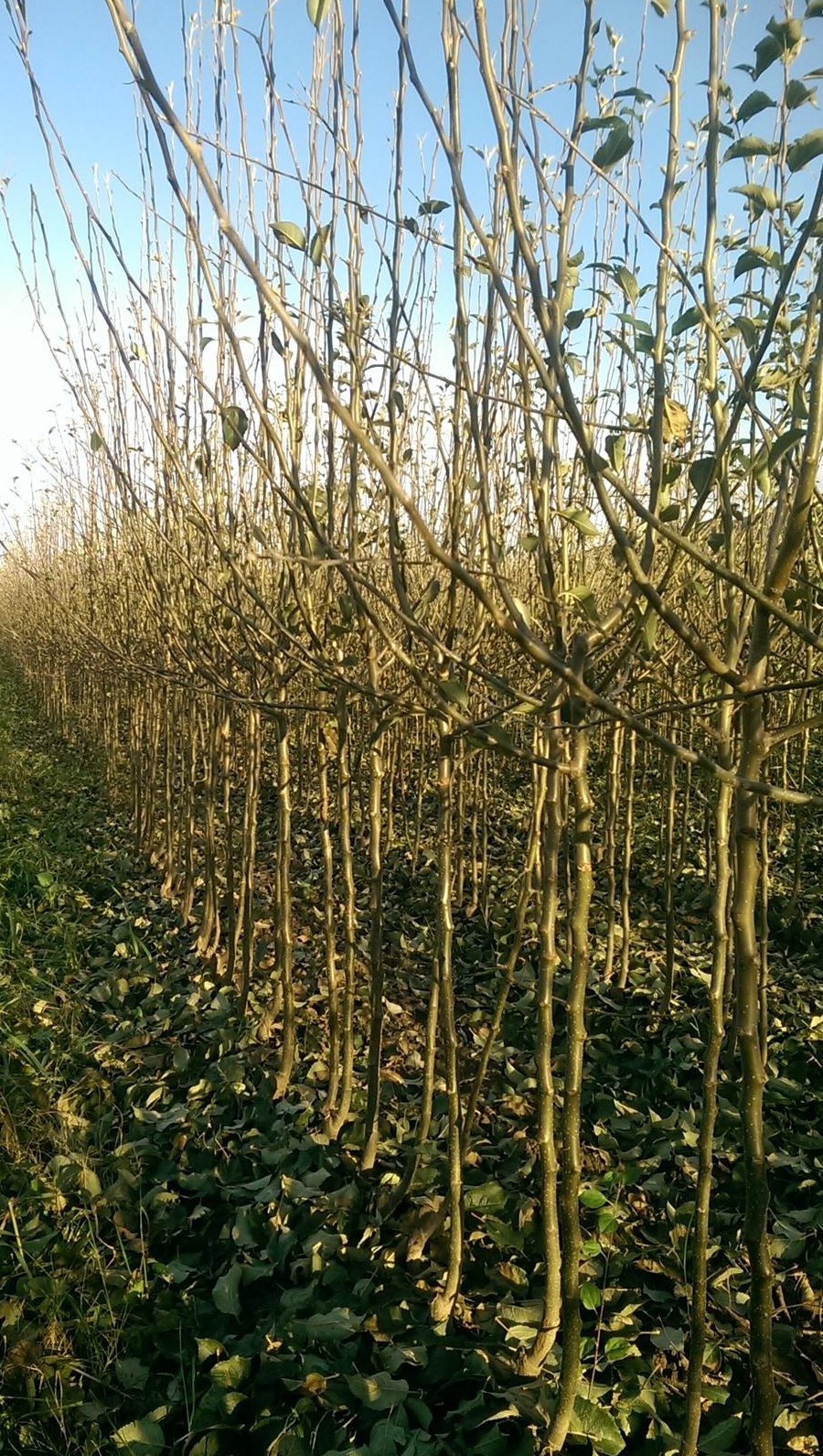 POMI FRUCTIFERI DE VANZARE