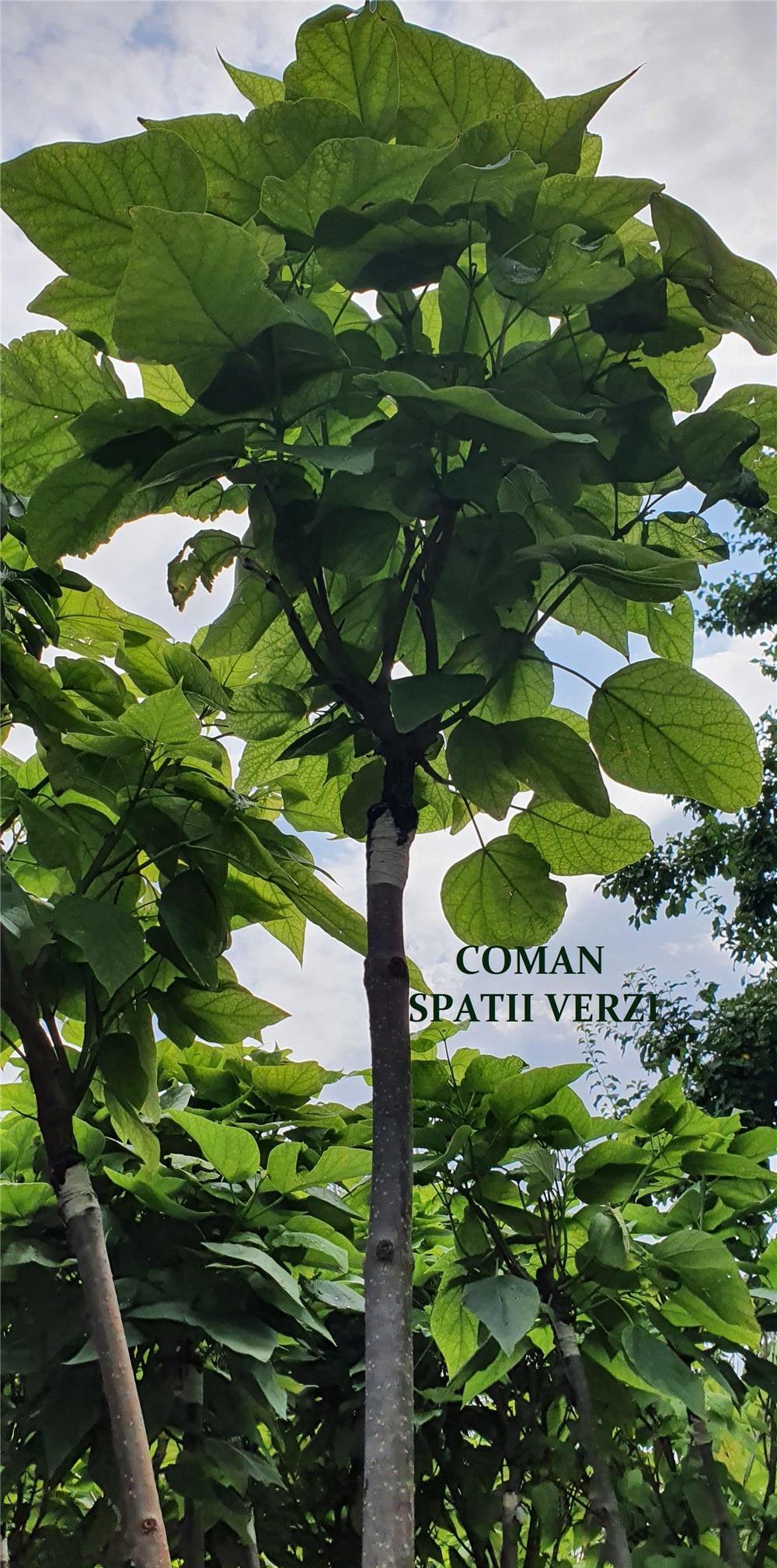 Pomi ornamentali GLOBULARI, H=2,5-3 m