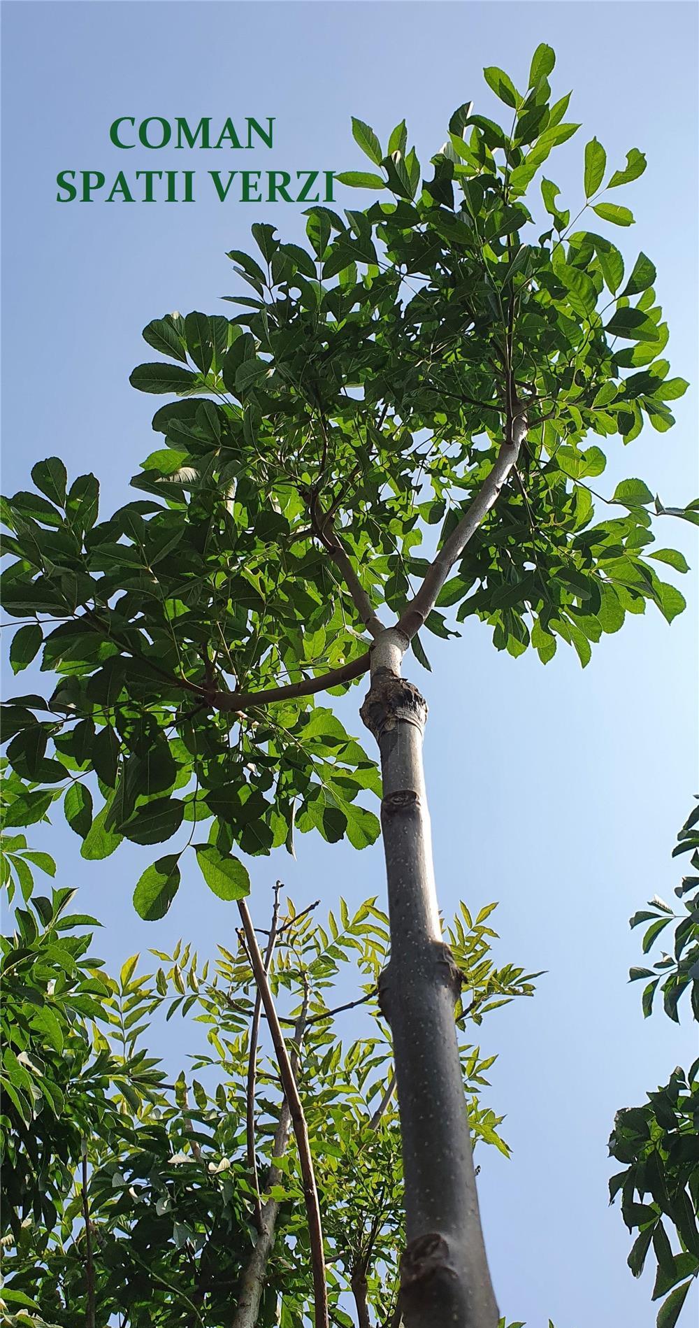 Pomi ornamentali GLOBULARI, H=2,5-3 m