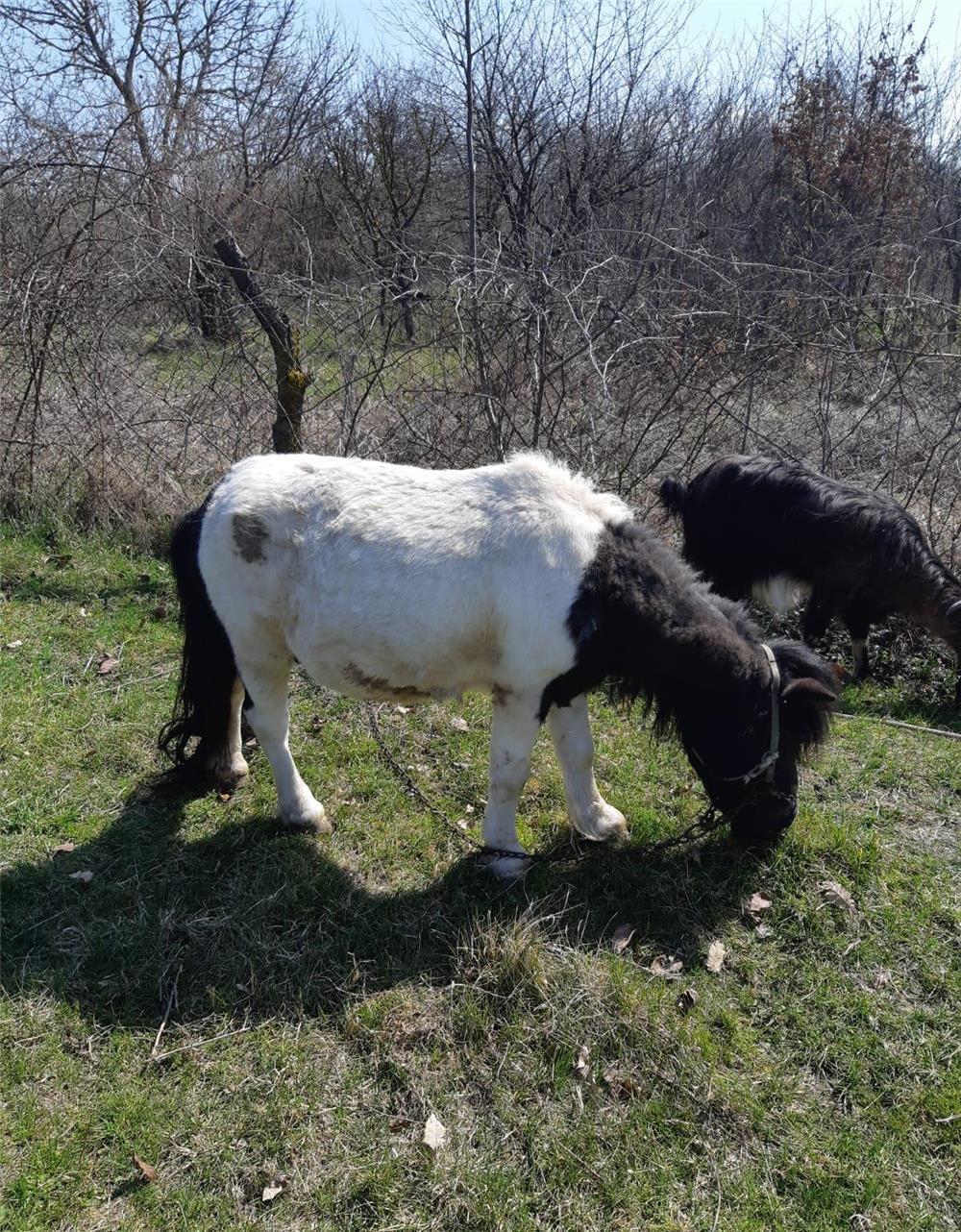 Ponei o pereche de vânzare