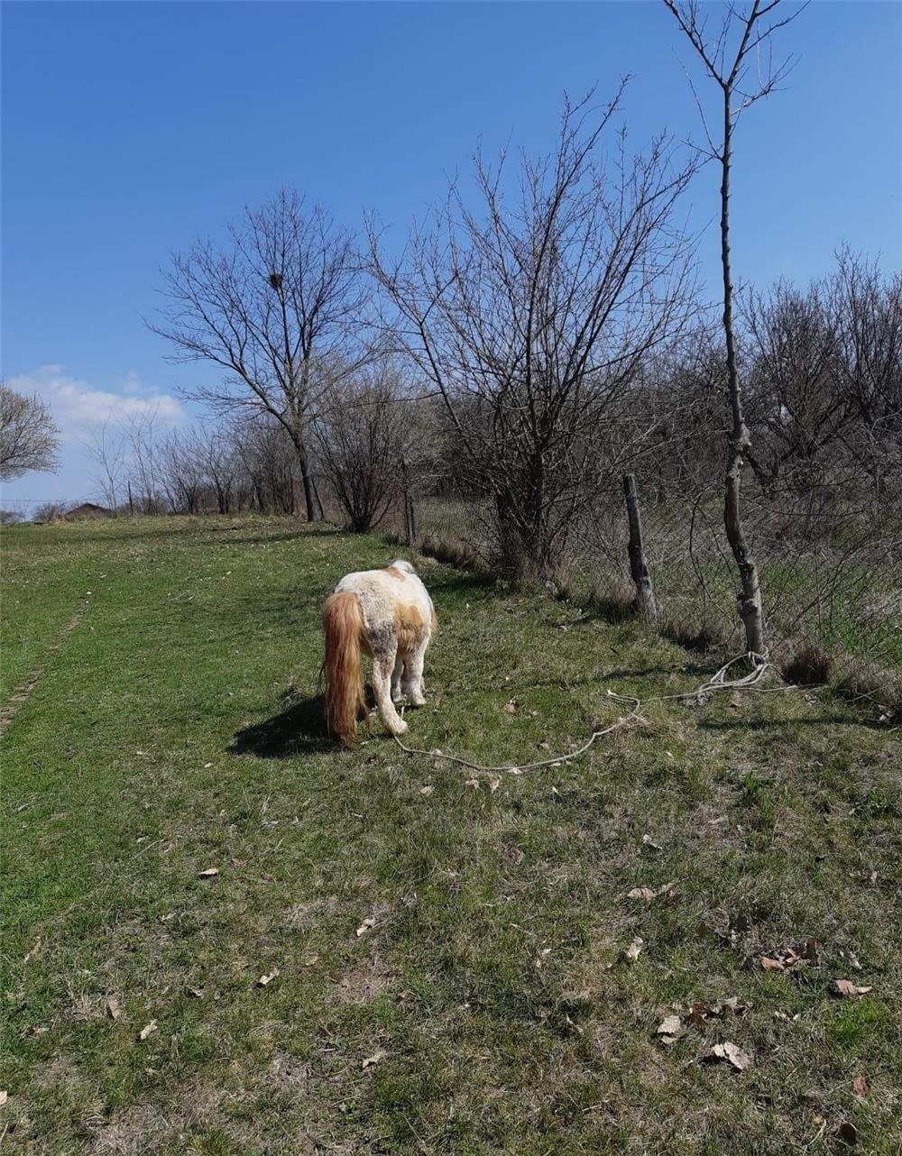 Ponei o pereche de vânzare