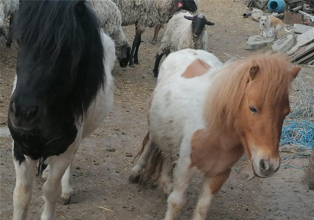 Ponei o pereche de vânzare