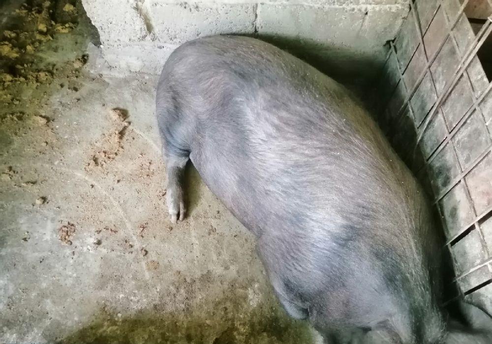 porc.