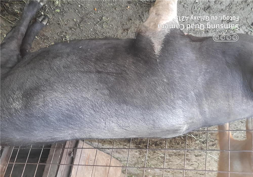 Porc 120kg