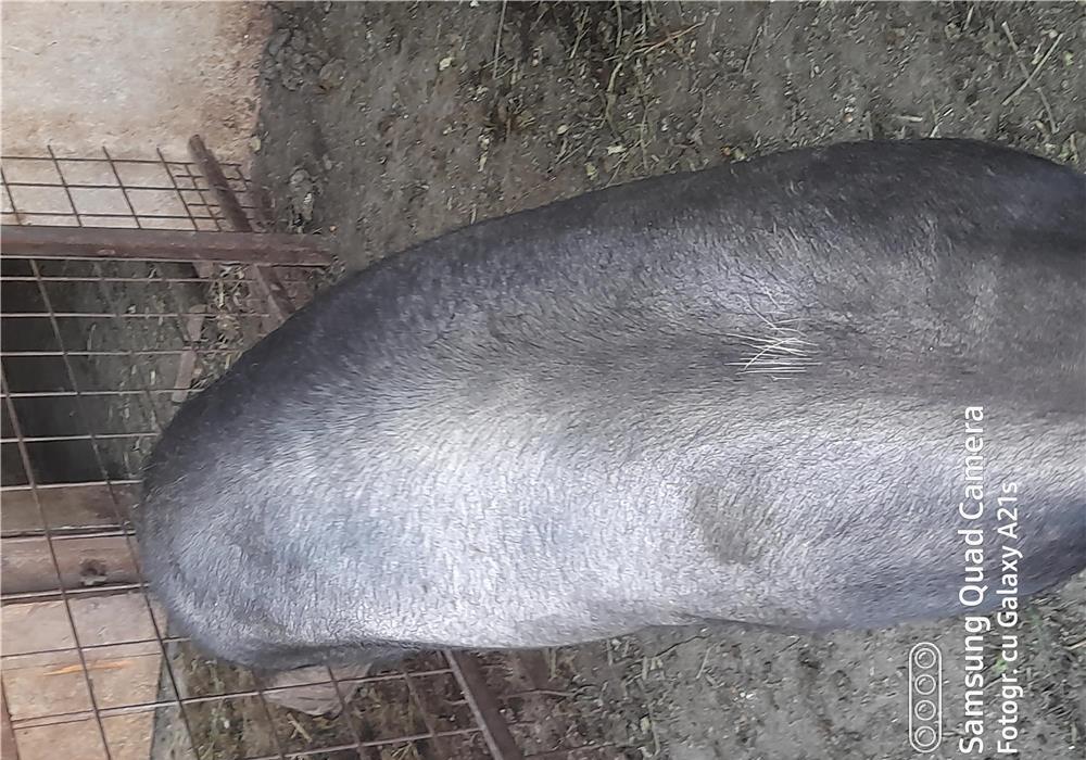 Porc 120kg
