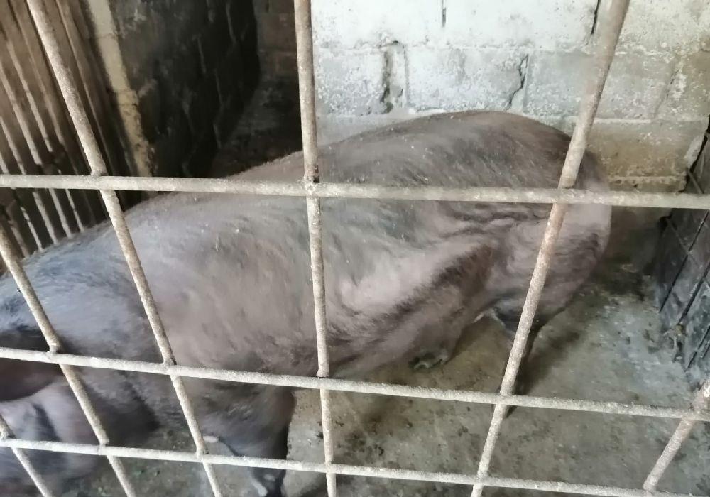 porc.