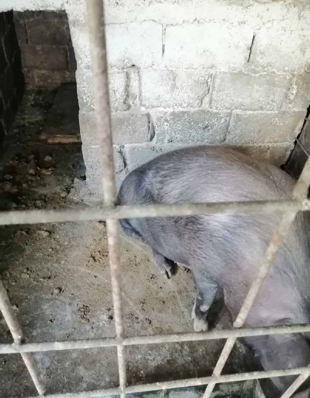 porc.