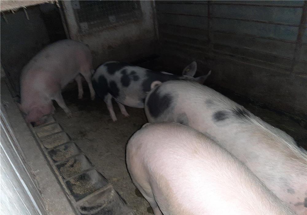 Porc de 100 kg