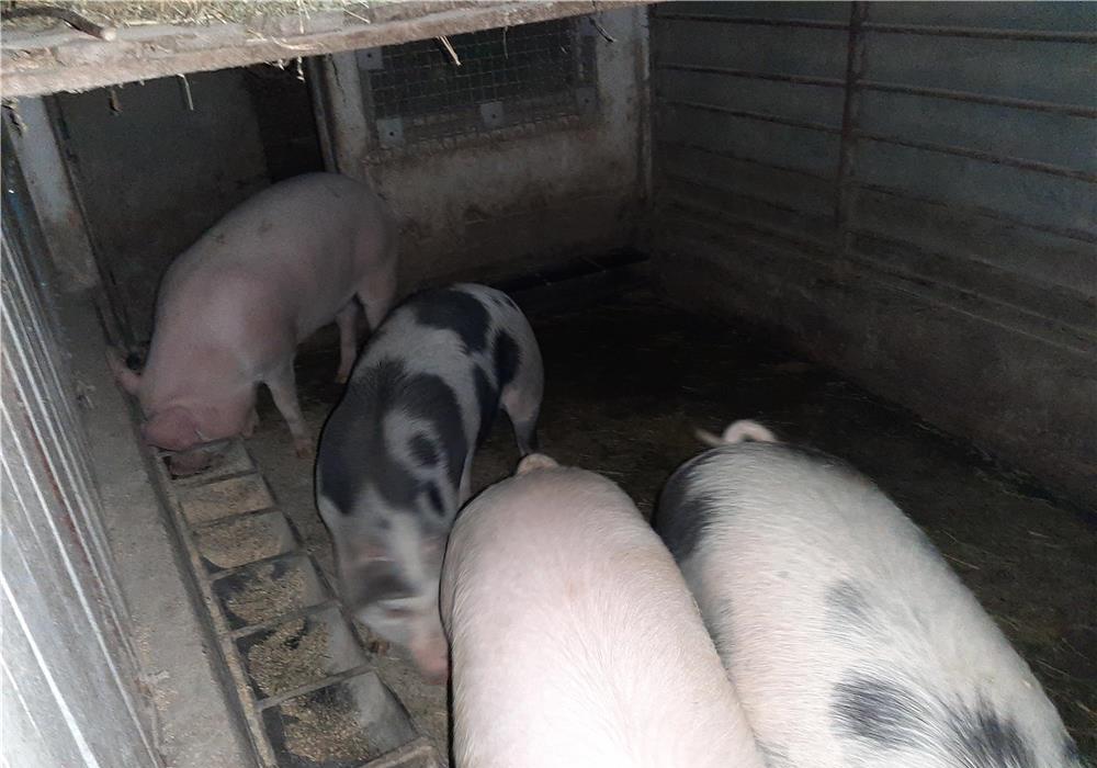 Porc de 100 kg