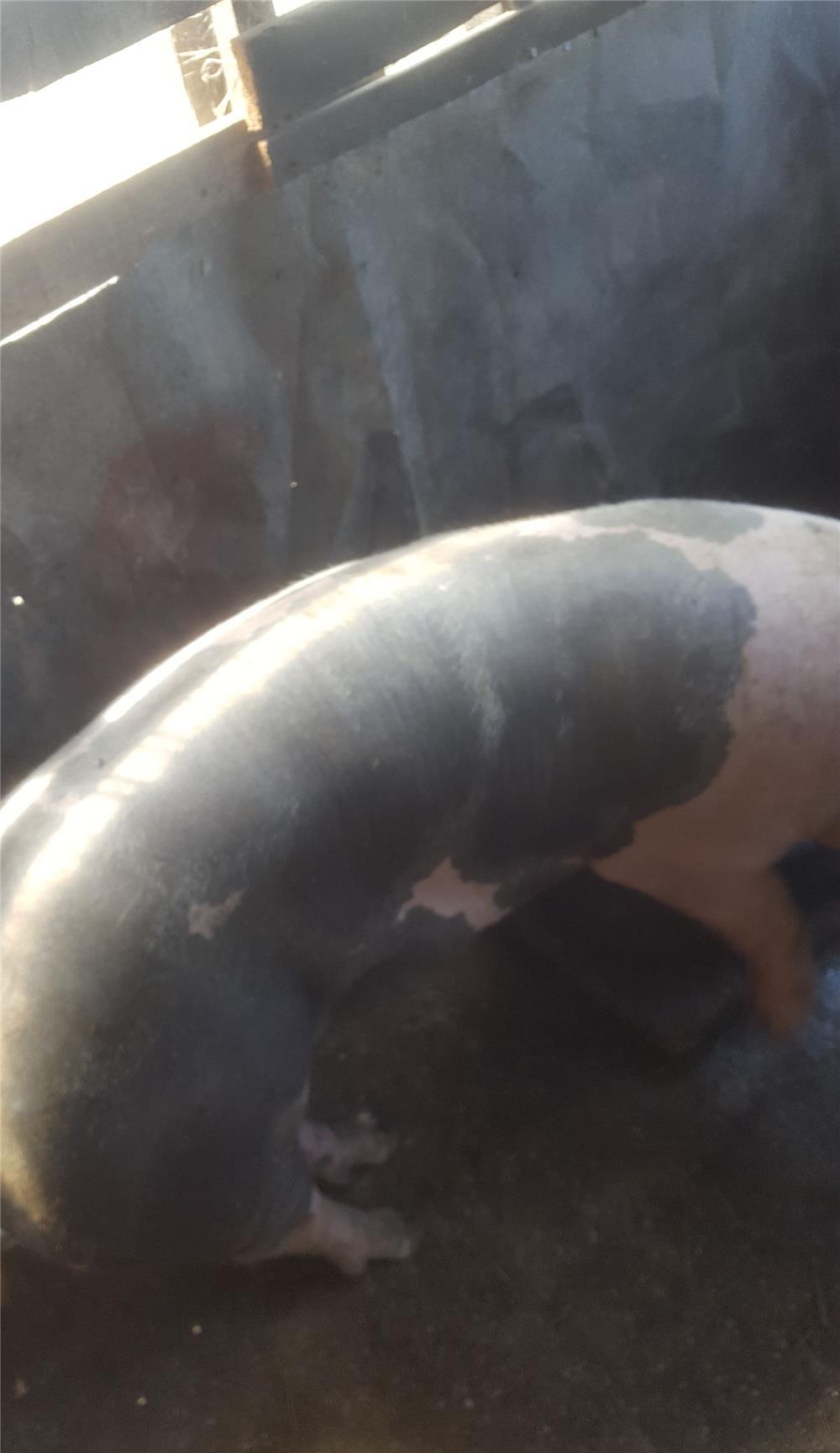 Porc de carne de vanzare