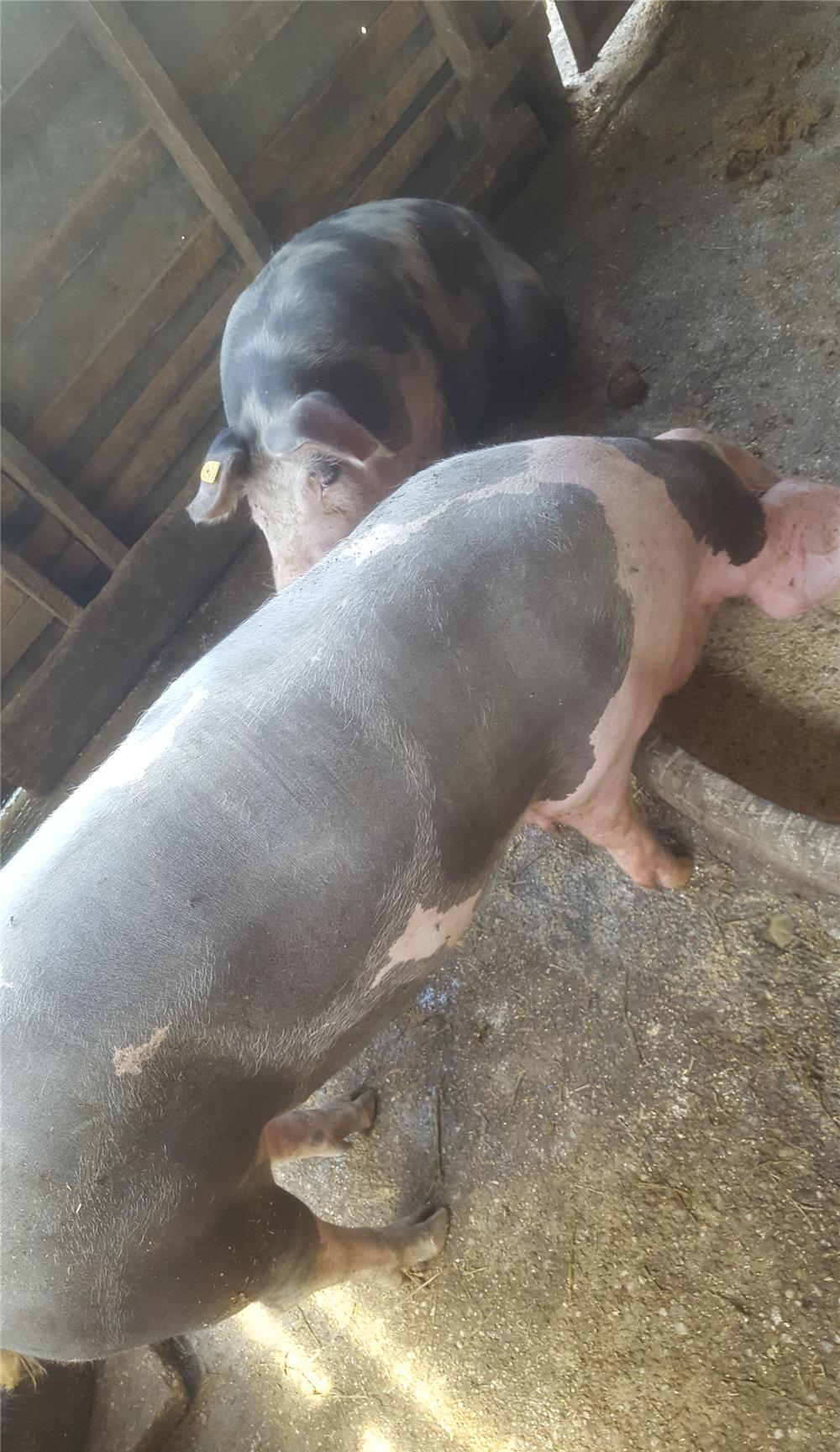 Porc de carne de vanzare