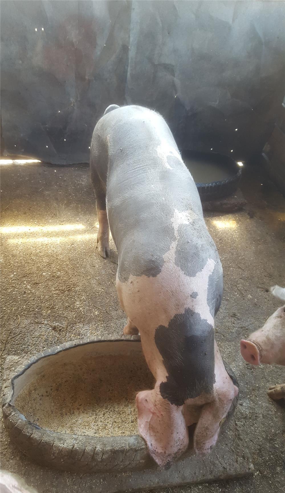 Porc de carne de vanzare