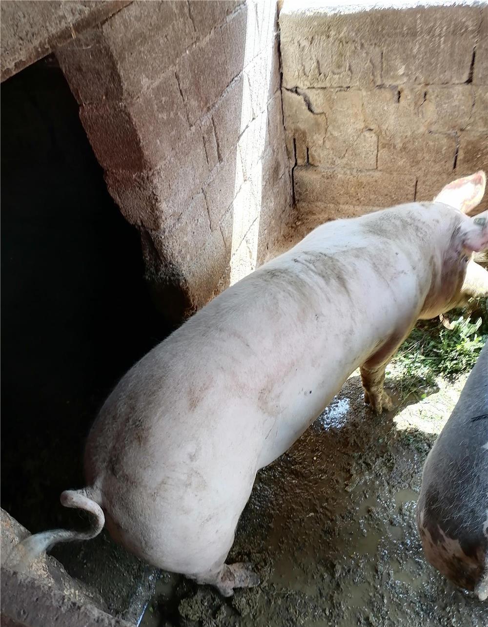 Porc de taiat