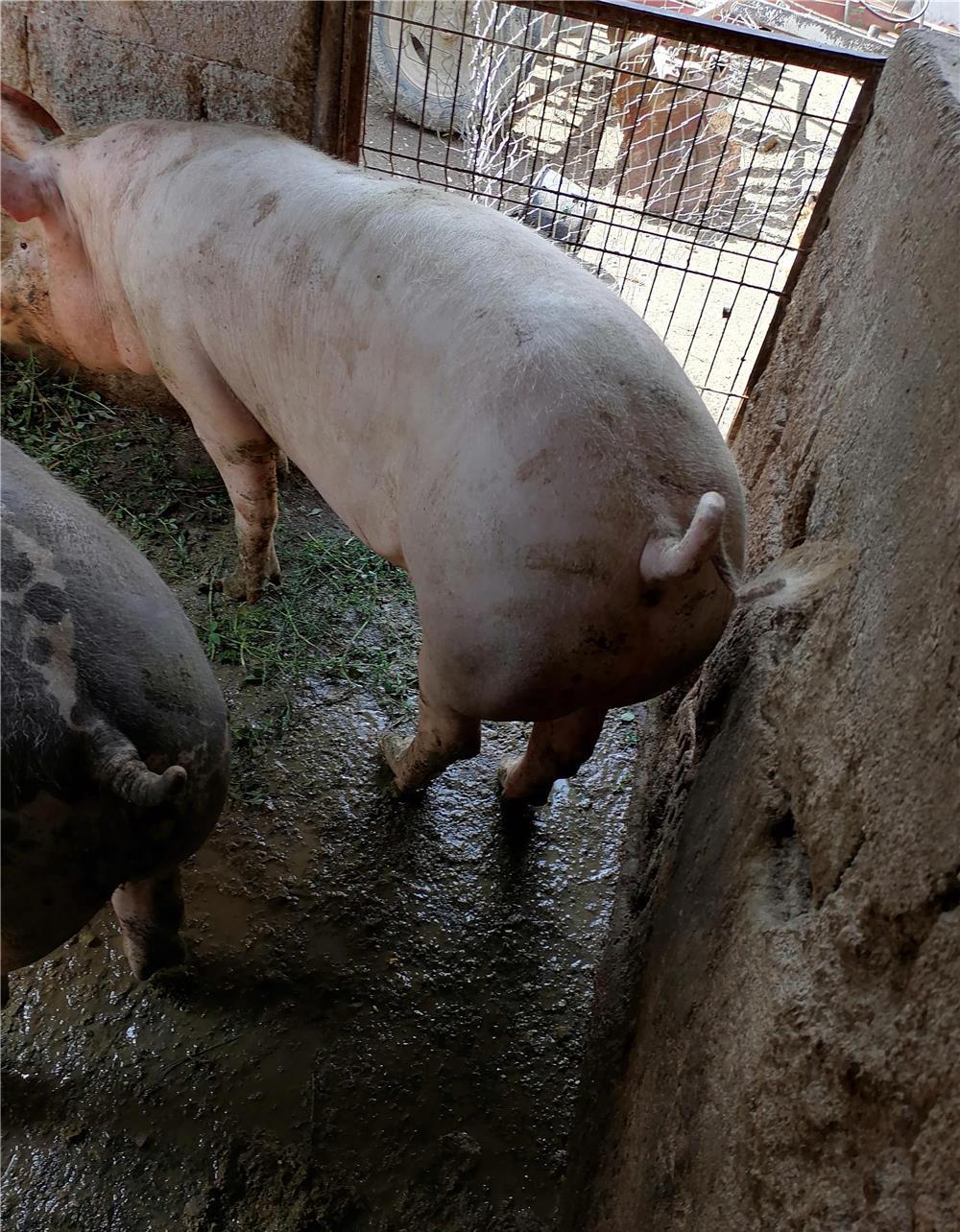 Porc de taiat