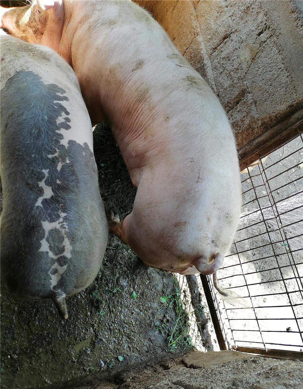 Porc de taiat